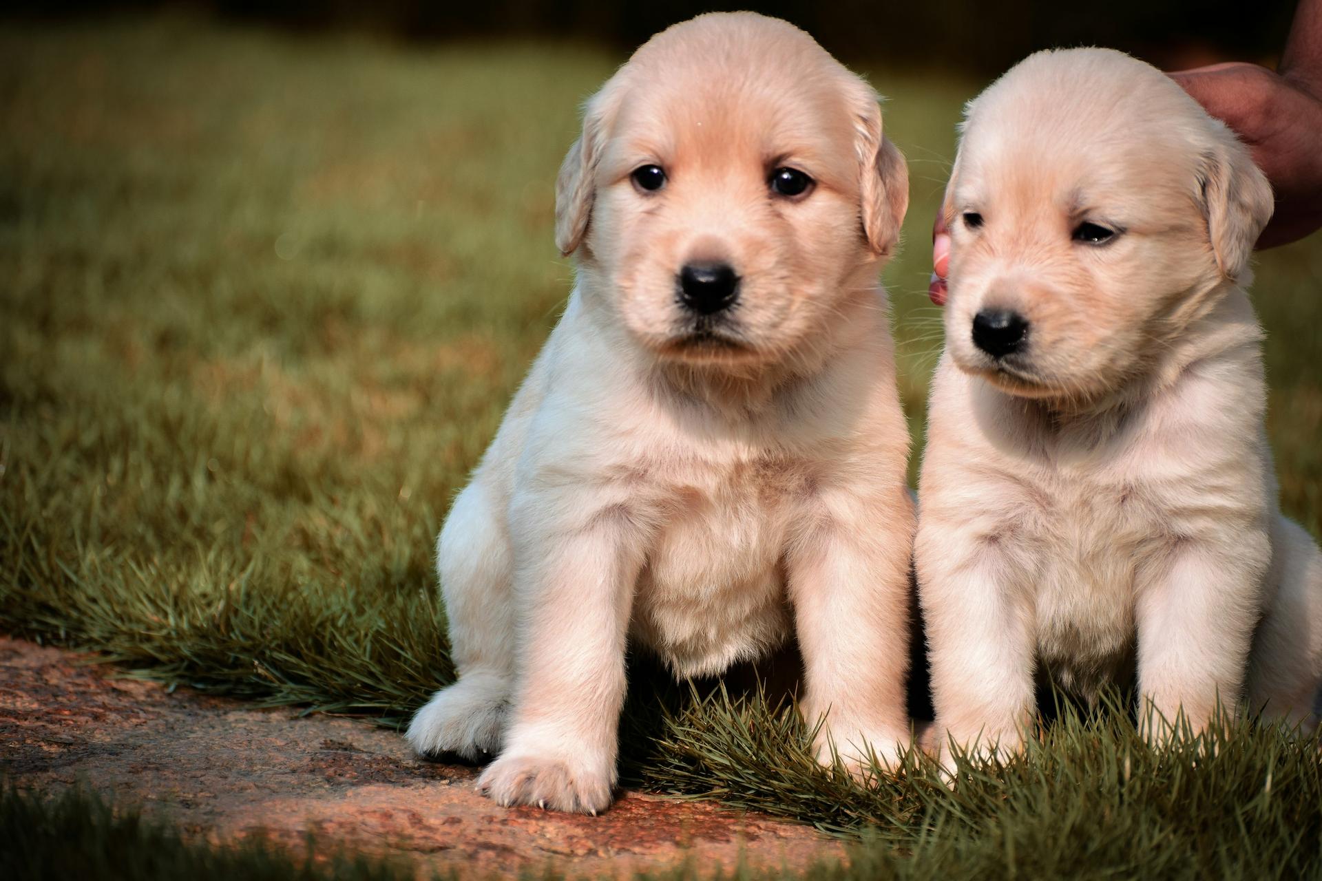Cute Puppies 